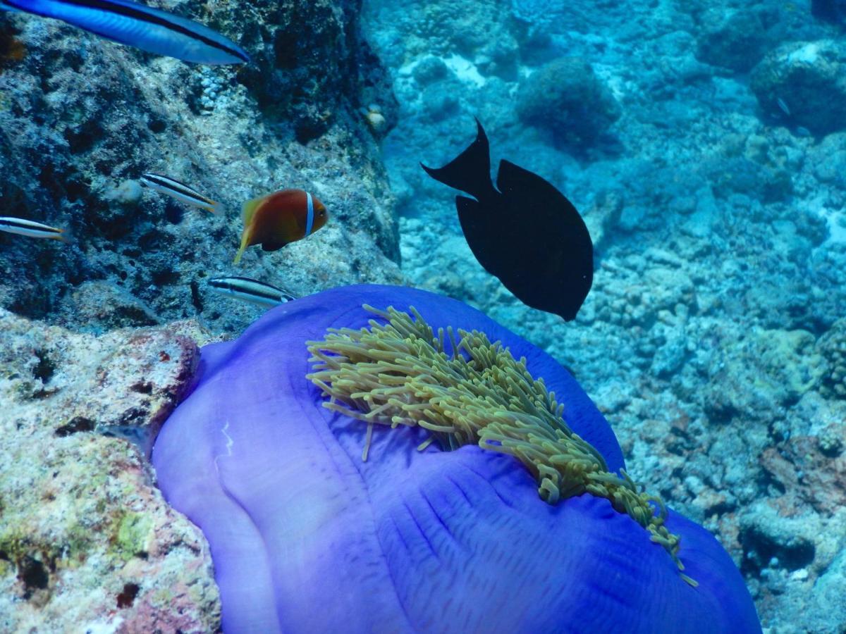 Dhigurah Beach Inn Buitenkant foto